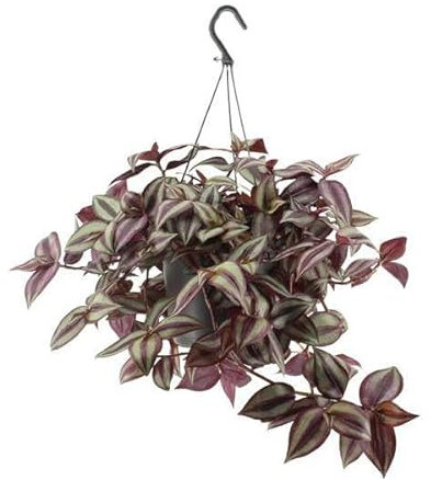 Tradescantia Zebrina Viola - Ø 17 cm - 25 cm