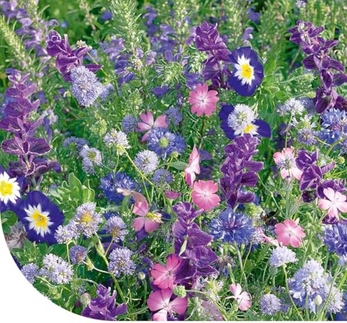MRS Seeds: Sommerblumen-Mischung - Blaue Farbtöne Mix - 50 Gramm für 25 m² - 25 Sorten Premium Blumensamen - Wuchshöhe: 15-120 cm - Sommerblumen samen einjährig - Sommerblumenwiese Saatgut