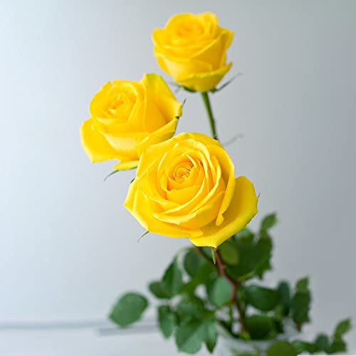 Rosen Pflanzen Gelb Blumen Garten Pflanzen Zimmerpflanzen Nachhaltige Geschenke Balkon Pflanze Winterharte KüBelpflanzen Bodendecker Gartenpflanzen 80 Rosen Samen