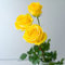 Rosen Pflanzen Gelb Blumen Garten Pflanzen Zimmerpflanzen Nachhaltige Geschenke Balkon Pflanze Winterharte KüBelpflanzen Bodendecker Gartenpflanzen 80 Rosen Samen