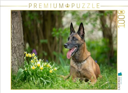 CALVENDO Puzzle EIN Motiv aus dem Kalender Malinois - Partner auf Vier Pfoten | 1000 Teile Lege-Größe 64 x 48 cm Foto-Puzzle für glückliche Stunden
