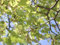 Japanische Zelkove Zelkova serrata Pflanze 70-80cm Keaki Japanische Ulme Rarität