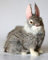 Balibarang-Shop sitzender Oster-Hase aus Kaninchen-Fell grau 15 x 13 cm Ostern Geschenk Tier-Figur Dekoration Hase02