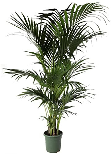 Kentia en pot Ø 24 cm / H 200 cm Plante Vérie.