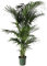 Kentia en pot Ø 24 cm / H 200 cm Plante Vérie.