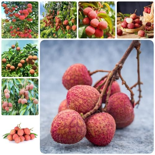 80 pcs Litschi frucht samen frisches obst pflanzenkübel säulenobst winterfeste pflanzen für balkon plants winterharte stauden mehrjährig säulenobstbäume bonsai topf gewächshaus balkon