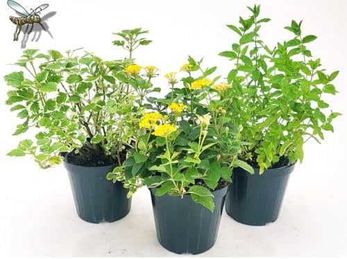 POWERS TO FLOWERS - TRIS PIANTE ANTIZANZARA: INCENSO, LANTANA e MENTA. Vaso 14cm diametro, Piante da balcone, piante vere