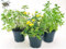 POWERS TO FLOWERS - TRIS PIANTE ANTIZANZARA: INCENSO, LANTANA e MENTA. Vaso 14cm diametro, Piante da balcone, piante vere