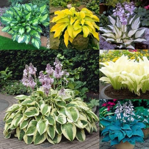Funkien zwiebeln,Winterharte mehrjährig,Hosta plantaginea,hosta pflanzen,funkien knollen,funkien pflanze,funkien Rhizome,funkien hosta,funkien kaufen,hosta pflanze winterhart.-10zwiebeln-greenI