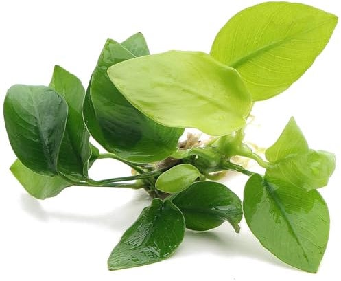 K2AQUA Anubias Gold Live Aquarium Plant Easy Care Freshwater Tropical Foliage for Fish Tank Beginner Friendly Vibrant Green Decor Healthy Rooted
