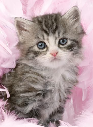 Ravensburger — Puzzle für Erwachsene — 500-teiliges Puzzle — Kitten Sweetness — Erwachsene und Kinder ab 12 Jahren — Hochwertiges Puzzle — Katze — Tiere — 12000077