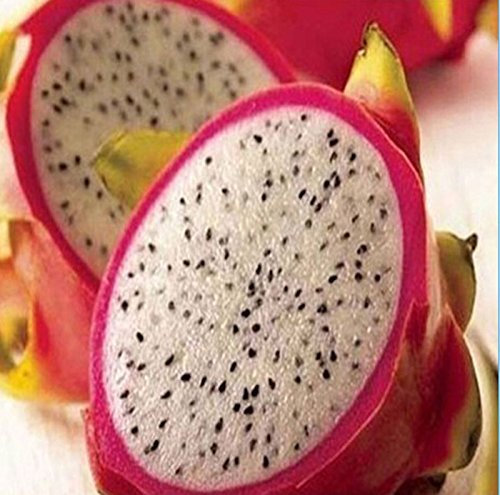 20 RARE Semillas Fruta del dragón de Pitaya Hylocereus undatus Frutas Semillas Semillas caliente SH