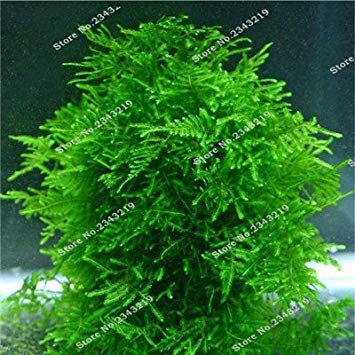 1: 1 beutel eine 200 stücke Seltene Aquarium Planten Java Moos Grassamen Raros Aquario Aquarium Wasserpflanze Samen Haus & Garten Geschenke Pflanzen 1