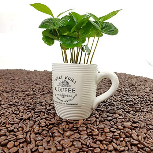 ✔️ Kaffee Pflanze mit Tasse ✔️ 1 Stück - A1 Qualität ✔️ MPS kontrolliert ✔️