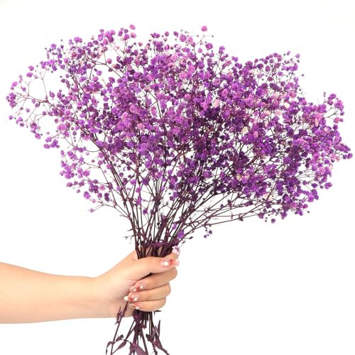 40cm Schleierkraut getrocknet 70g 2000+Natürlich Gypsophila Trockenblumen Blütenknospe Echt Trockenblumenstrauß für Hochzeit Brautsträuße Vasen Pampasgras Deko(Purple)