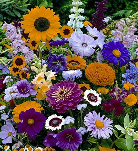 Sommerblumen Schnittblumen Mischung Höhe 20-50 cm Samen