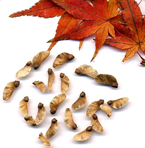 Fächer-Ahorn (Acer palmatum) 20 Samen -Winterhart- *Bonsai geeignet*