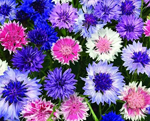 Cornflower Frosty Mix Finest Annual Seeds A Hardy and Attractive Easily Grown Dwarf Cottage (1100 Seeds)