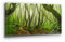Traumhaftes Leinwandbild Wald, Motiv Dschungel Asien. Es ist 120x60cm groß und ist fertig aufgespannt auf Holzrahmen. Ein XXL Wandbild als Hintergrund und Deko für Wohnzimmer & Schlafzimmer