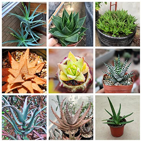 Aloe Vera Pflanze Winterhart - Sukkulenten Indoor & Outdoor - Echte Aloe Vera Pflanzen - Bodendecker Samen Winterhart, Aloe Vera Pflanze Kaufen, Pflanzen Samen Indoor - 400 Stück