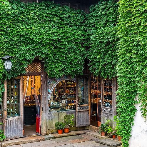 200 pcs Parthenocissus tricuspidata wilder Wein samen - deko büro seeds garden pflanzen winterharte Creeper,Parthenocissus Quinquefolia balkon deko garten geschenke für frauen rankpflanzen