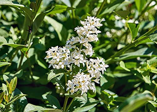 Ligustro sinense Ligustrum sinensis pianta da siepe in vaso 7x7 cm Vivaio di Castelletto