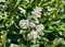 Ligustro sinense Ligustrum sinensis pianta da siepe in vaso 7x7 cm Vivaio di Castelletto