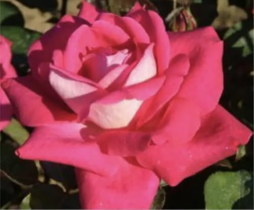 Charlie's Rose - Fragrant Cherry Red Blooms with Silver Reverse - Hybrid Tea - Potted Rose