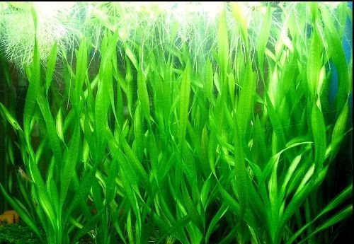 3 Bunde Vallisnerien, Vallisneria Torta, Aquariumpflanze