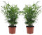 Plant in a Box - Chamaedorea elegans - Bergpalme - Bergpalme - Schmuckpalme - Zimmerpflanze - 2er-Set - Topf 17cm - Höhe 50-60cm