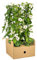 Schwarzäugige Susanne - Thunbergia alata Sunny Susy White - Ø13 cm - 60 cm - 4 Pflanzen