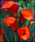 Winterhartes pflanzen, Calla-Lilien-Birne, Calla Lilie Zwiebeln, Mysteriös, Winterhart zwiebeln, Calla Pflanze Zwiebeln Winterharts MehrjäHrig-2 Zwiebeln-I