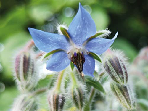 Borretsch-Samen (Borago officinalis) – Bienenfreundliches Gurkenkraut mit blauen Blüten | Einfache Aussaat & pflegeleicht | Ideal für Garten & Balkon | Samen aus Deutschland (150 Samen)