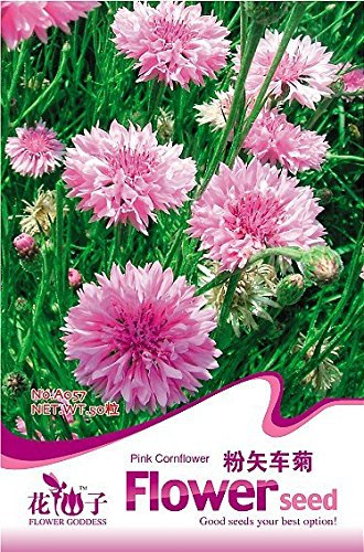 Semillas de flores de aciano semilla perenne envase original de 40 granos / bolsa