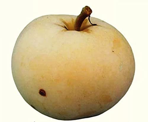 Apfelbaum Beloe Astrachanskoe, Sommerapfel, veredelte Apfelbaum ca. 180 cm. Белое Астраханское