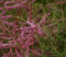 Heide Tamariske - Dünen Tamariske - Tamarix pentandra 60-80cm