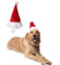 BT Bear® Weihnachtskostüm für Hunde und Katzen, Weihnachtsmütze, für Katzen, Welpen, kleine Hunde, mittelgroße Hunde und große Hunde