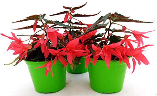 POWERS TO FLOWERS - BEGONIA PENDULA DA BALCONE, A FIORE ROSSO, 3 PIANTE VASO 14 CM, piante vere