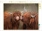 CALVENDO Puzzle Kiss me Kate 1000 Teile Puzzle quer | Lege-Größe cm Foto-Puzzle für glückliche Stunden