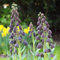 12 pcs schwarz kaiserkronen knollen mehrjährig - Fritillaria blumenzwiebeln mehrjährig winterhart, frühblüher zwiebeln gartenpflanzen, kaiserkrone zwiebel kaufen balkon blumen
