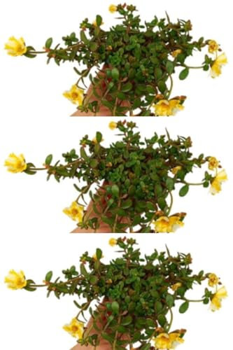 Pack de 3 plantas de Verdolaga, 20-25 cm. Planta rastrera, suculenta y rica en omega-3 y antioxidantes. Segura Garden.