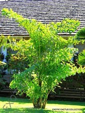 Fishtail Palm Caryota Mitis Exotische seltene Palme Palmen Zier Samen 10 Samen