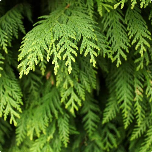1 x White Cedar / Thuja Occidentalis Smaragd in 9cm Pot, Stuning Evergreen Tree