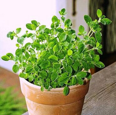 1 paquete de 20 semillas originales mejorana dulce, Nueva Home Garden Semillas de verduras Vegetales