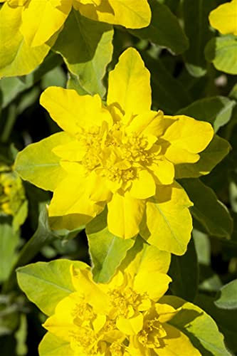 Euphorbia polychroma ca. 9x9 cm Topf - Gold-Wolfsmilch, leuchtend gelbe Blüten, Blütezeit April-Juni, ideal für Steingärten, pflegeleicht und trockenheitsresistent