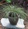 Faden Lebensbaum Whipcord 30-40cm - Thuja plicata