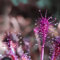 Drosera Intermedia (Temperate, Poland) Rare Carnivorous Plant Houseplant Seeds - 5 Seeds