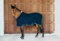 Kentucky - Abschwitzdecke vegan Wool Marine 145-6'6