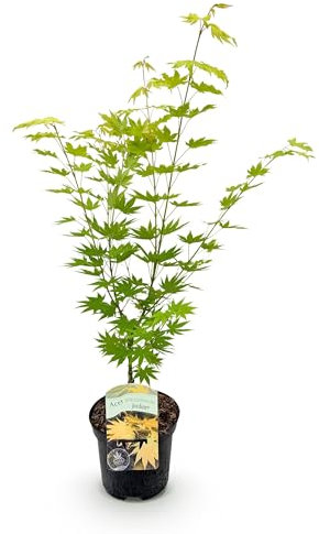 GreenboutiQ - Balkonpflanze - Japanischer Ahorn - Acer palmatum Jordan - Gelb - 1 Pflanze - Laubabwerfend - Topf 19cm Höhe 70cm