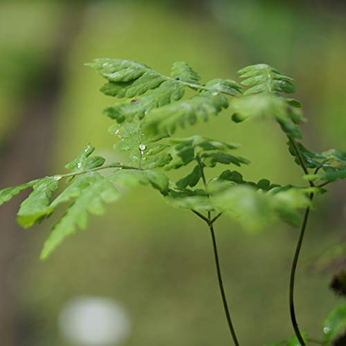 Blumixx Stauden Gymnocarpium dryopteris 'Plumosum' – Filigraner Eichenfarn für schattige Gärten, winterhart & pflegeleicht, ideal als Bodendecker